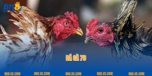 Đá Gà 79 - Nơi Hội Tụ Các Chiến Kê Xuất Sắc