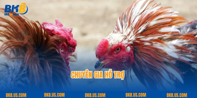 Chuyên gia hỗ trợ 