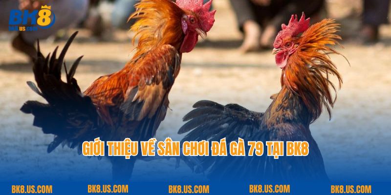 Giới thiệu về sân chơi đá gà 79 tại BK8