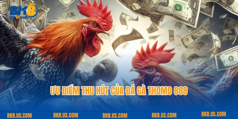 Ưu điểm thu hút của đá gà Thomo 888 với hội viên